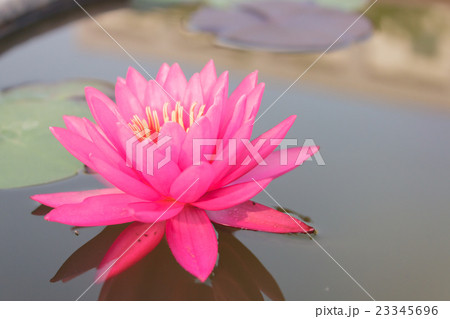 Pink lotus with plant Pink lotus with plant 23345696