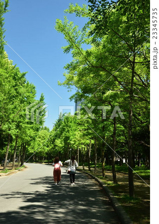 大阪城公園の新緑 大阪城公園の新緑 23345735