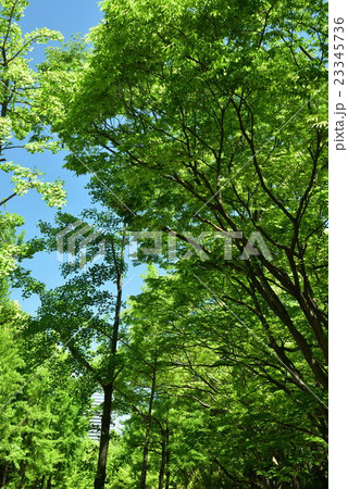 大阪城公園の新緑 大阪城公園の新緑 23345736