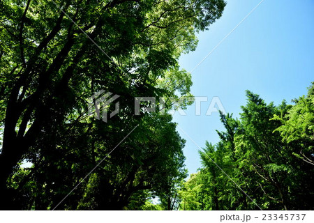 大阪城公園の新緑 23345737