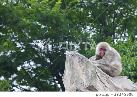 子供を抱くニホンザルの母親 23345906