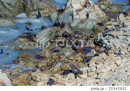 Wild seals in Kaikoura,New Zealand Wild seals in Kaikoura,New Zealand 23345932