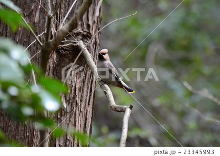 キレンジャク 23345993