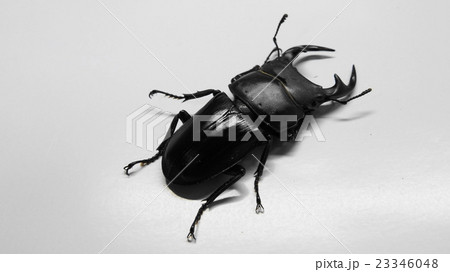 オオクワガタ 23346048