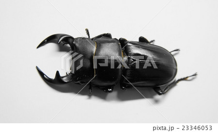オオクワガタ 23346053