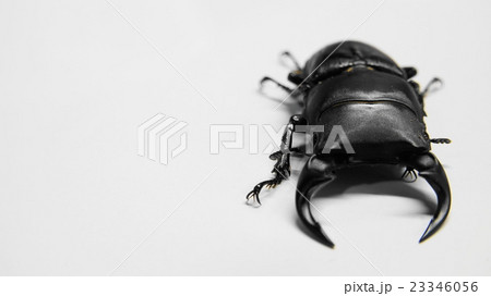 オオクワガタ 23346056