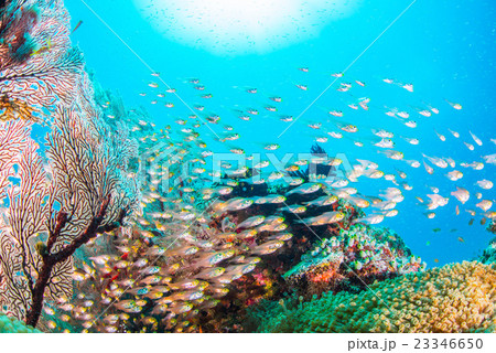 キンメモドキの群れ 23346650