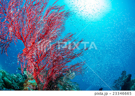 イソバナとスカシテンジクダイ イソバナとスカシテンジクダイ 23346665