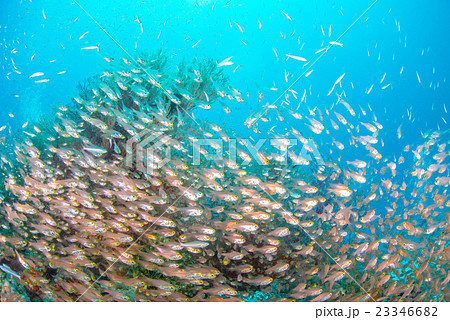 キンメモドキの群れ 23346682