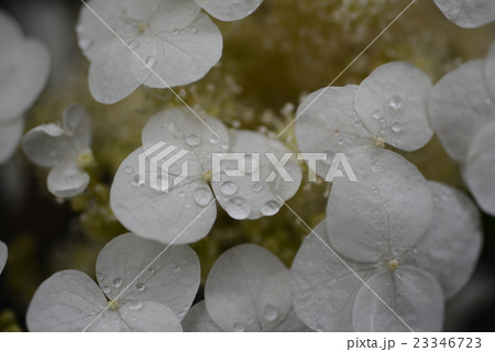 紫陽花 23346723