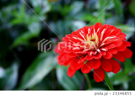 百日草のクローズアップ 23346855