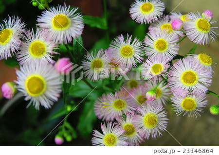 ハルジオンとヒメジョオンは違います こんな写真撮ってます 売ってます