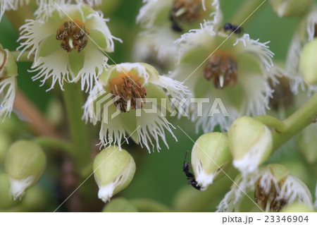 自然　植物　ホルトノキ、山原にて。糸状に裂けた花びらの白と雄しべの黄色のコントラストが面白い 23346904