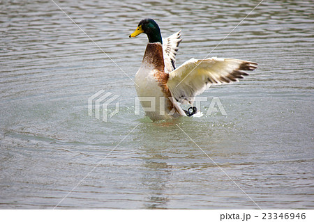 マガモ 23346946