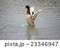 マガモ 23346947