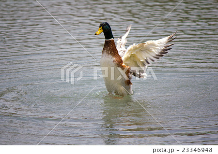 マガモ 23346948