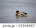 マガモ 23346967