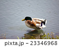 マガモ 23346968