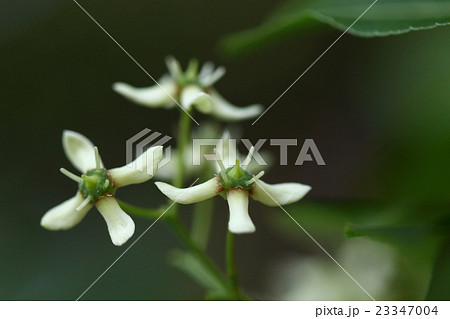 自然 植物 マユミ 雌雄異株の落葉低木 初夏に花が咲きます この花は雄しべが長いので雄花です の写真素材