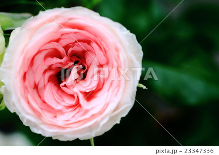 バラ　バラの仲間 23347336