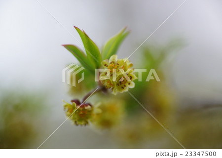 アブラチャンの花 アブラチャンの花 23347500