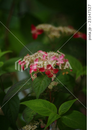 ヤマアジサイ 23347527