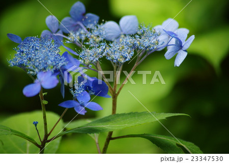 ヤマアジサイ 23347530