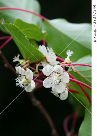 サルナシの花 サルナシの花 23347544