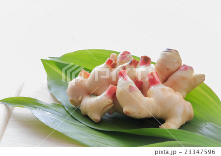 たべもの　新生姜 23347596