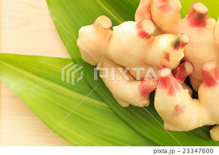 たべもの　新生姜 23347600