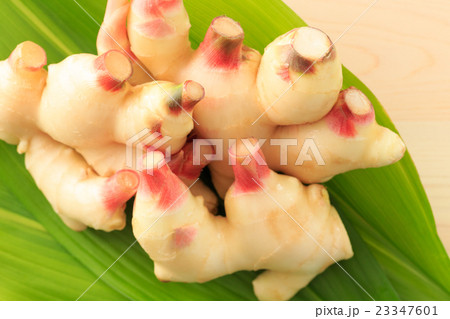 たべもの 新生姜 たべもの 新生姜 23347601