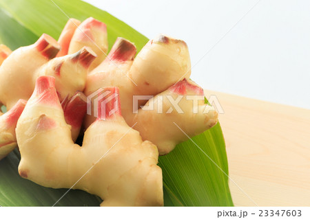 たべもの 新生姜 たべもの 新生姜 23347603