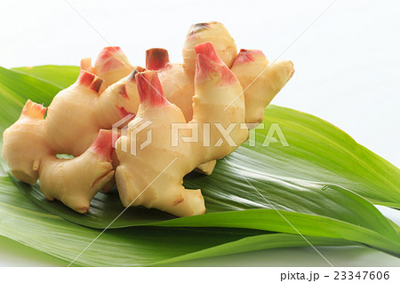 たべもの 新生姜 たべもの 新生姜 23347606