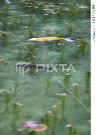 モネの池 23347694