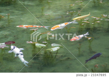 モネの池 モネの池 23347695