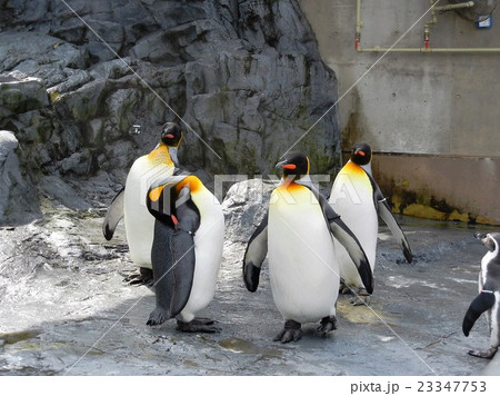 ペンギン 23347753