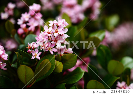 ベニバナシャリンバイの花 ベニバナシャリンバイの花 23347810