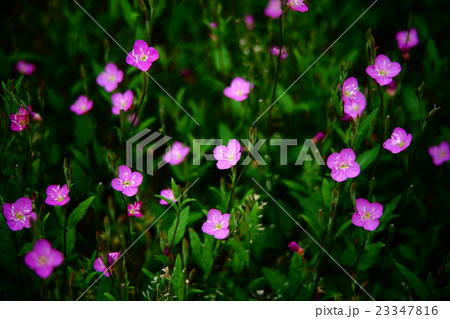 草むらに咲くアカバナユウゲショウの花 23347816