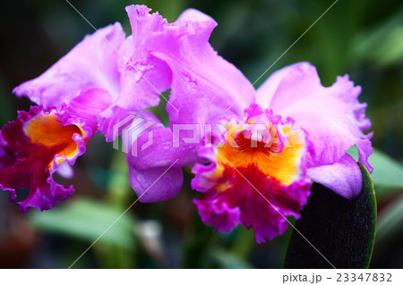 洋ラン　カトレアの花 23347832