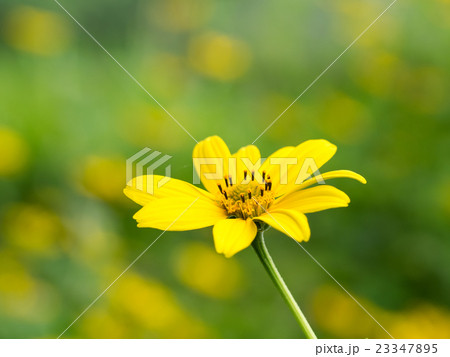 黄金色のキクイモモドキ 23347895