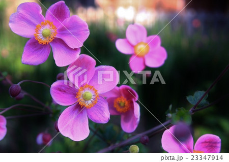美しく咲き揃うシュウメイギク 23347914