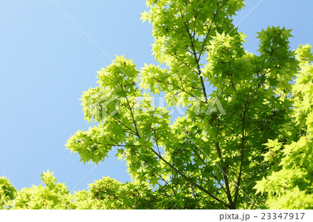 新緑のカエデ 23347917