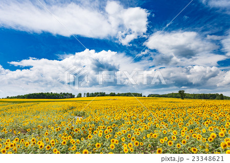 北海道　北竜町のひまわりの里 23348621
