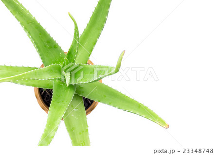 Green Aloe Vera in a pot. 23348748