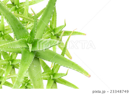 Closeup top view of the green Aloe Vera. 23348749