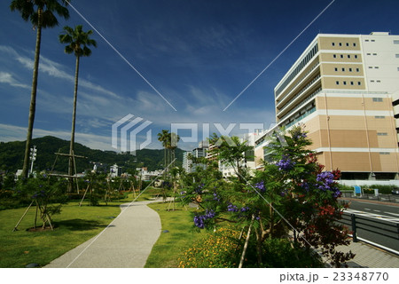 熱海「ジャカランダ遊歩道」 熱海「ジャカランダ遊歩道」 23348770
