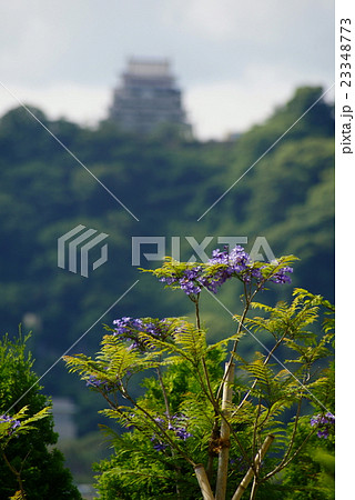 熱海「ジャカランダ遊歩道」 熱海「ジャカランダ遊歩道」 23348773