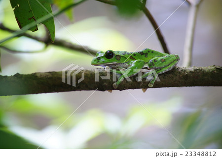 モリアオガエル モリアオガエル 23348812