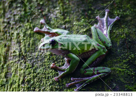 モリアオガエル モリアオガエル 23348813