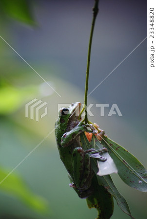 モリアオガエル モリアオガエル 23348820